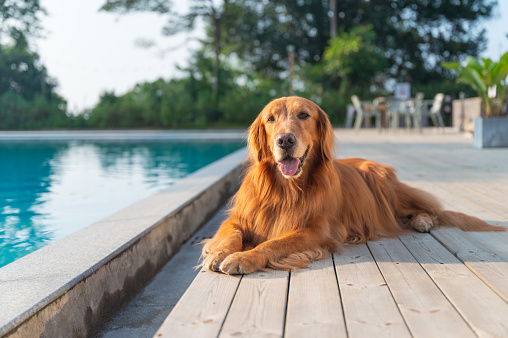 golden retriever dog lying by the pool
