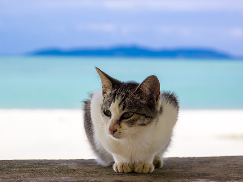 The kitten resting on the wall