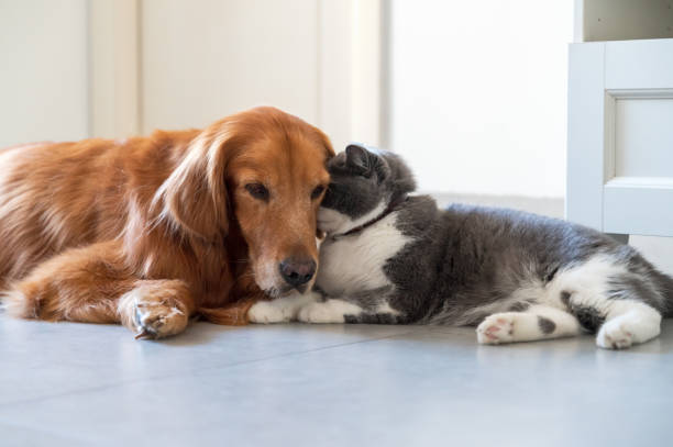 istock British Shorthair and Golden Retriever get along 1437850437