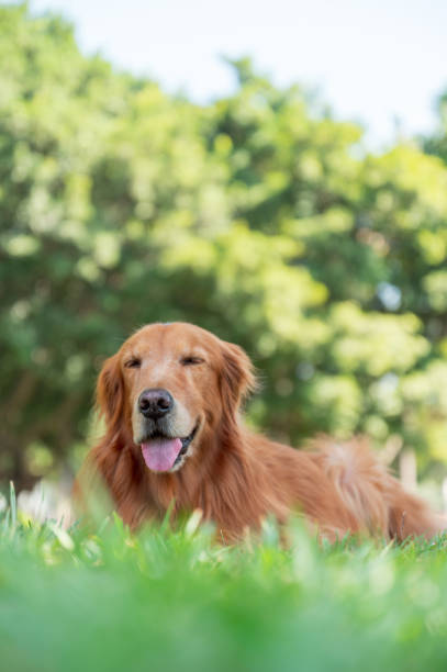 istock golden retriever lying on grass 1437850461