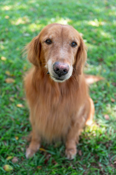 istock Golden Retriever sitting on grass looking at camera 1437850465
