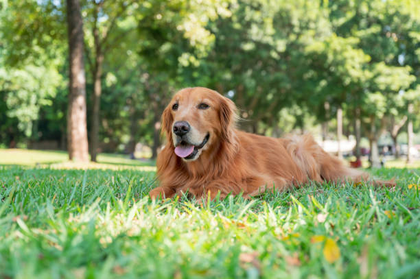 istock golden retriever lying on grass 1437850472