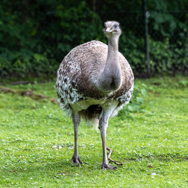 istock Darwin's rhea, Rhea pennata also known as the lesser rhea. 1437850744