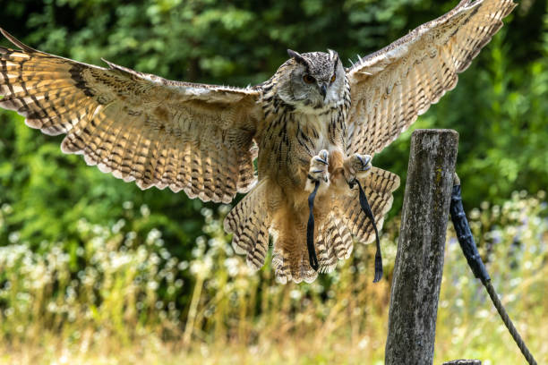 istock Siberian eagle owl, bubo bubo sibiricus. The biggest owl in the world 1437850828