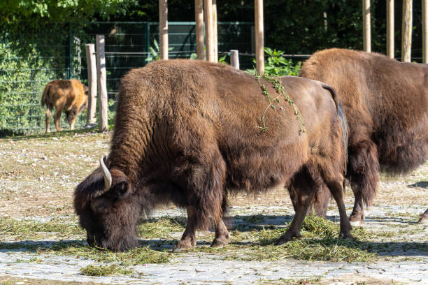 istock American buffalo known as bison, Bos bison in a german park 1437850856