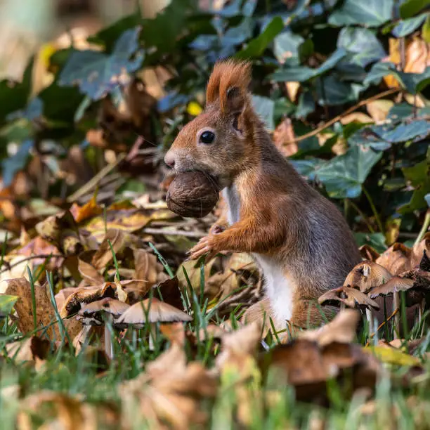 Photo of Eurasian red squirrel, Sciurus vulgaris at Old North Cemetery of Munich, Germany