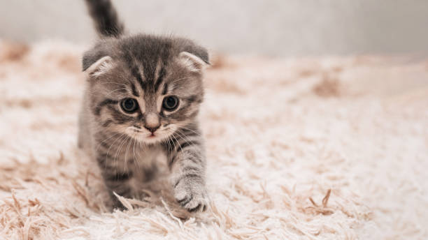 istock A picture of a small striped kitten walking on a soft blanket. Light background. 1437851848