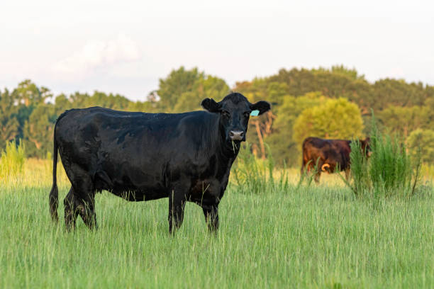 istock Angus cow in pasture w dogfennel 1437851970
