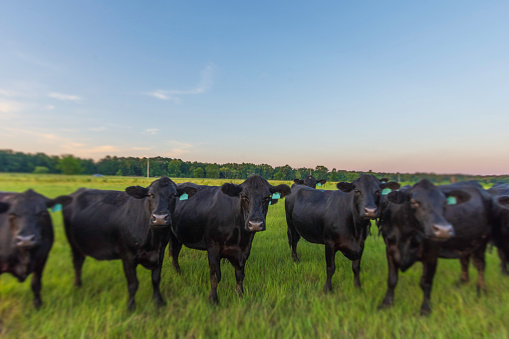 Black Angus brood cows in a lush July pasture in Alabama at twilight with irus blur filter.