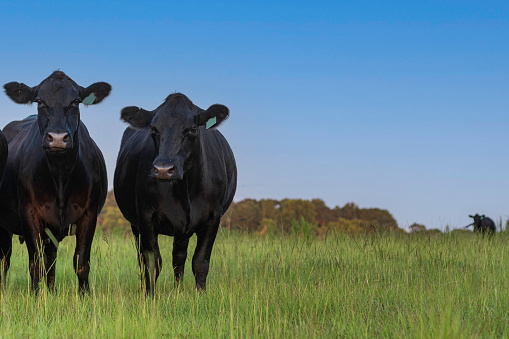 Agricultural background of two Angus cows standing to the left in a summer pasture in central Alabama with blue sky and negative space.