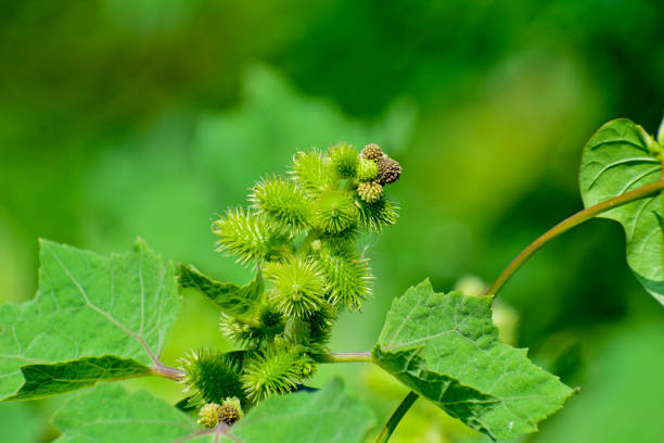 coqle rugueux ( xanthium strumarium) sur le jardin, les graines sont médicinales - cocklebur photos et images de collection