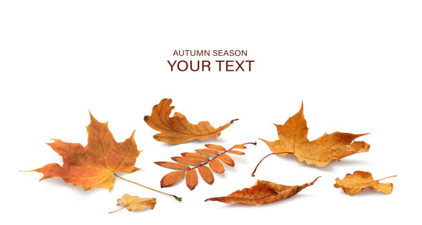 istock Autumn yellow orange leaves falling down Isolated on white background 1437852079