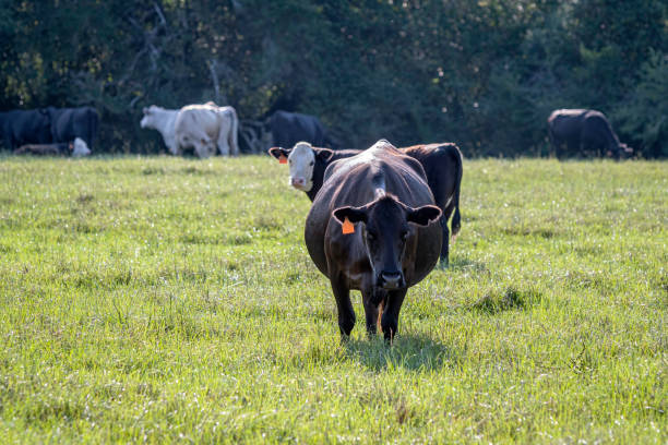 istock Commercial cattle in lush pasture 1437852124