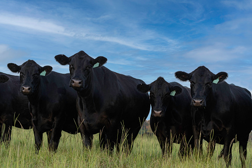 A line of Angus brood cows looking at the camera while standing in a lush summer pasture in Alabama.