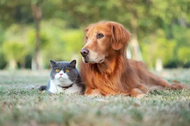 Photo of Golden retriever and british shorthair lying on grass