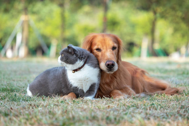 istock Golden retriever and british shorthair lying on grass 1437852246