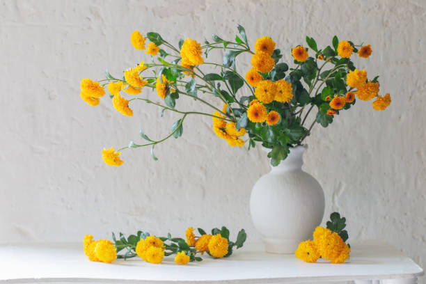 istock yellow chrysanthemums in white vase on background old white wall 1437853202