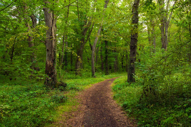 istock Trail  in the green dense summer forest 1437853469