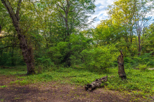 istock Beautiful green summer forest scenery 1437853774