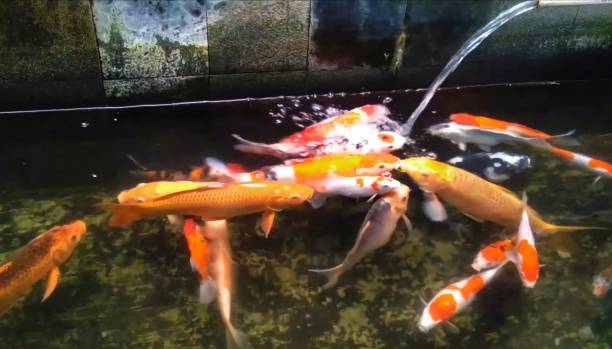 istock Goldfish in a very beautiful and colorful pond 1437853814