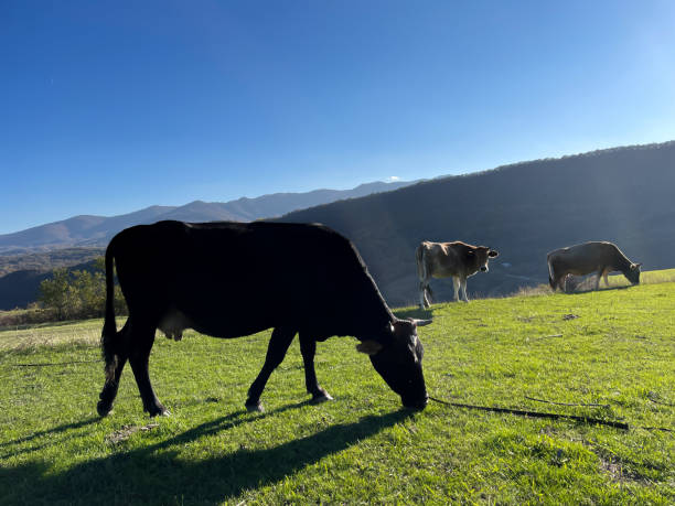 istock Silhouette of a cow 1437853938