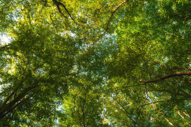 istock Branches of green trees against the blue sky 1437854149