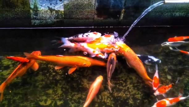 istock Goldfish in a very beautiful and colorful pond 1437854786