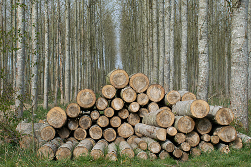 Stack of wood logs in Cheshire countryside. UK. Copy space above.