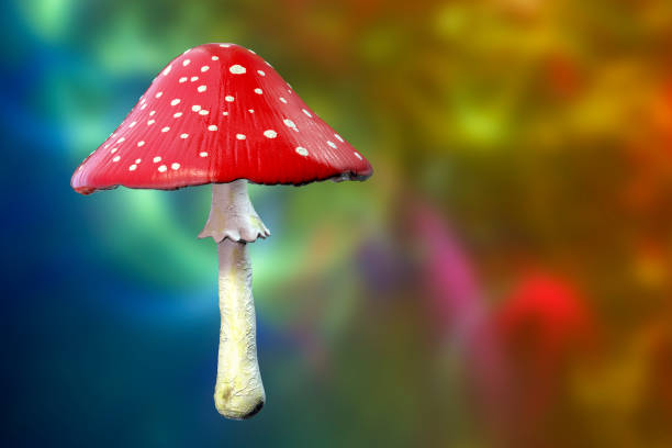 Fly agaric mushroom with red cap and white dots, Amanita mushroom, illustration Fly agaric mushroom with red cap and white dots, Amanita muscaria mushroom, 3D illustration amanita stock pictures, royalty-free photos & images