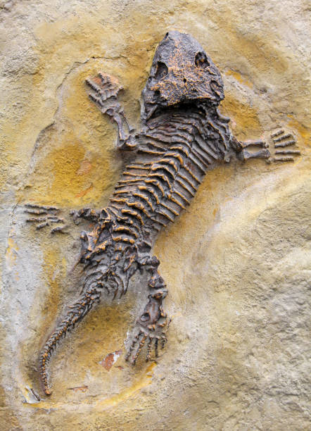 istock Fossilized animal - reptile fossil 1437856330
