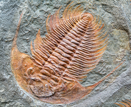 Fossilized prehistoricanimal - trilobite fossill in rock