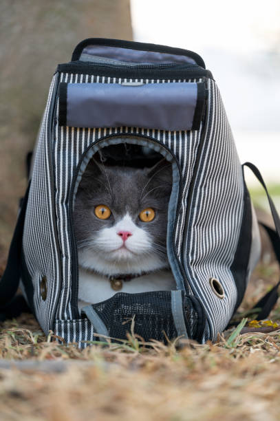 istock British Shorthair cat hiding in a bag 1437858620