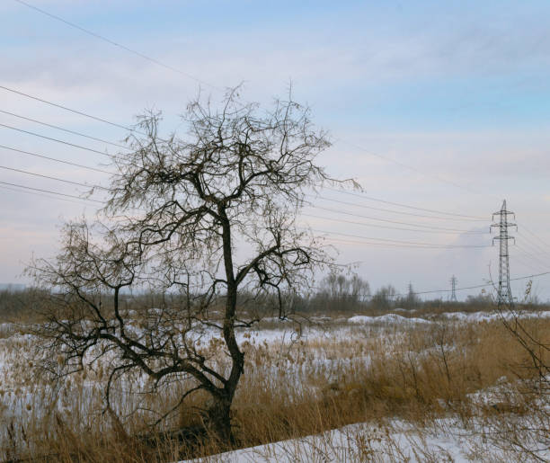 un arbre nu sans feuilles dans l’herbe sèche dans un champ d’hiver sur fond de paysage hivernal et de lignes électriques - bare tree tree single object loneliness photos et images de collection