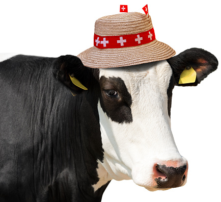 Close-up of a white and black head of a cow (heifer) looking at camera, with straw hat with flags of Switzerland, isolated on white background. Photography.