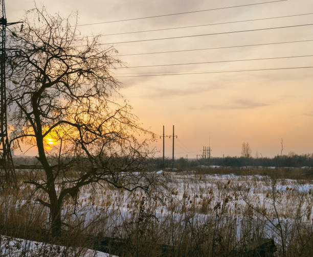 le soleil couchant perce les branches nues d’un arbre sur fond de paysage hivernal - bare tree tree single object loneliness photos et images de collection