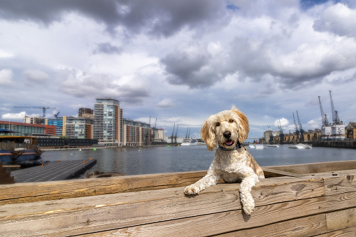 A landscape photo of Royal Victoria Dock with a cockapoo in the foreground