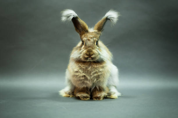 istock Rabbit natural color, angora breed, on a gray background. 1437862433