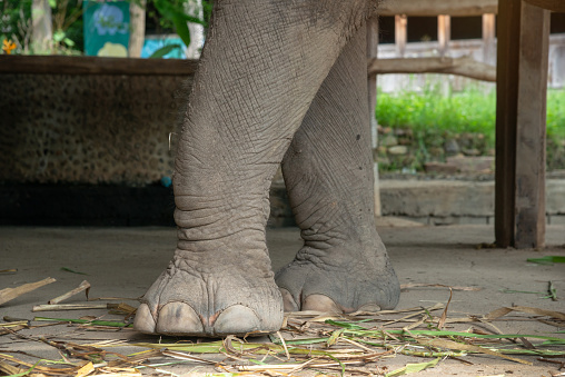 Elephant's foot, Elephant's Legs ,Asian elephants are walking on the ground.