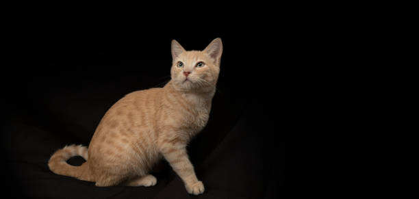 istock Small light yellow tabby cat sitting on its hind legs seen in profile with its head facing right 1437864130