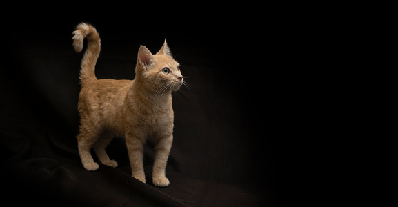 Small light yellow tabby cat standing on all 4 legs with tail up looking up on black canvas background