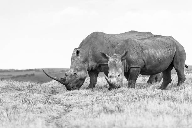istock Rhino Calf Black White Wildlife Animals 1437865561