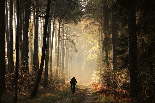 The man is riding a bicycle along a forest path on a foggy autumn morning