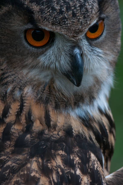 istock Eurasian Eagle Owl close up portrait 1437867842