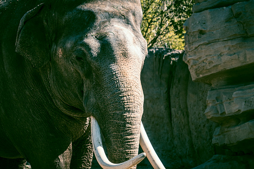 A close up shot of an old bull elephant feeding from a bush. This image was taken on safari in South Africa, Kruger National Park.