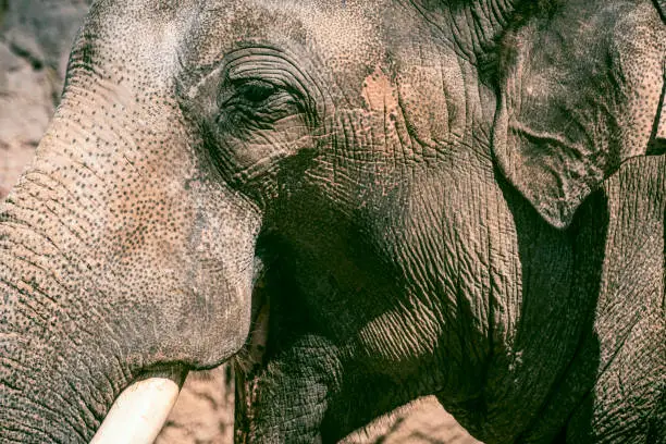 Asian Elephant with large tusks looking directly at the camera. The Asian or Asiatic elephant (Elephas maximus) has been listed as endangered as the population has declined by at least 50% over the last three generations.