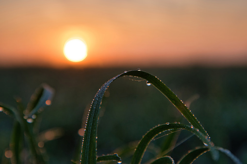 Sunrise dew closeup on plant