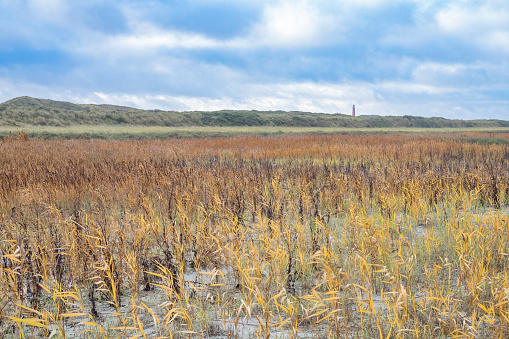 North sea beach with new growing sand dunes and vegetation at the island of Schiermonnikoog in the Dutch Wadden Sea region in Frielsand, Netherlands.