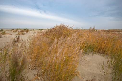 Dune grass moving in the wind at the beach of the island of Schiermonnikoog in the Waddensea region in Friesland, The Netherlands.