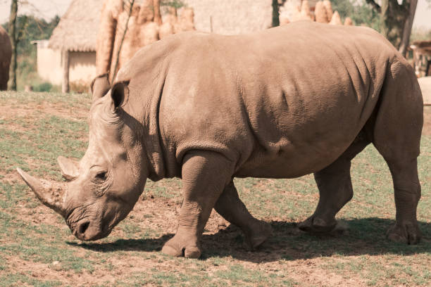 nosorożec biały lub nosorożec o kwadratowych lipach z bliska - nosorożec biały zdjęcia i obrazy z banku zdjęć