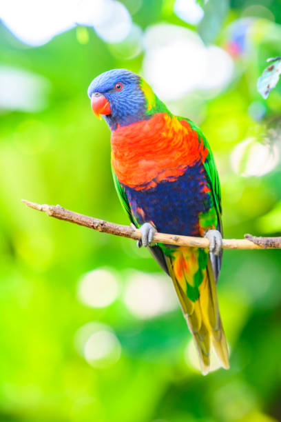 istock Rainbow lorikeet parrot tropical bird sitting in a tree 1437869359